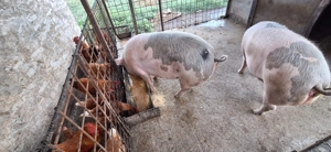 Porc de carne petrean cu landrace - imagine 2