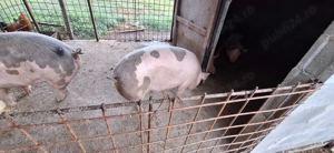 Porc de carne petrean cu landrace - imagine 4