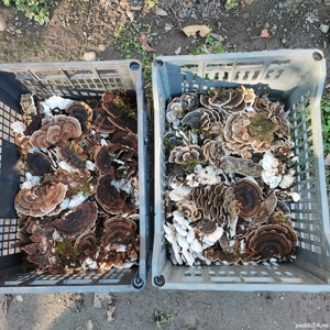 vand ciuperci medicinale 