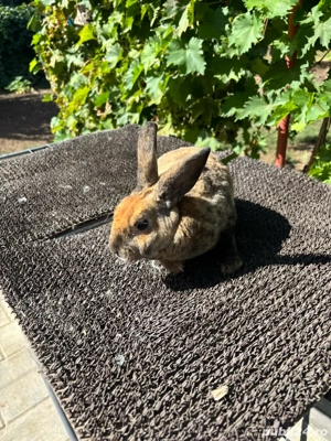 iepuri pitic rex - imagine 2