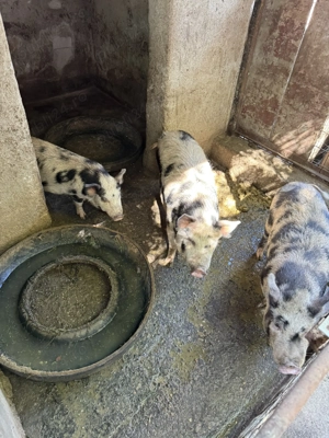 Vand porci vietnamezi  - imagine 4