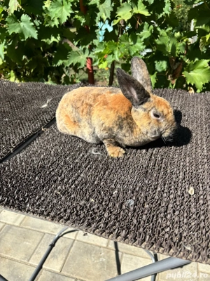 iepuri pitic rex - imagine 3