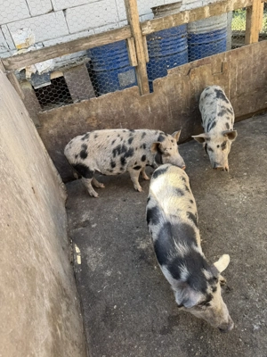 Vand porci vietnamezi  - imagine 3