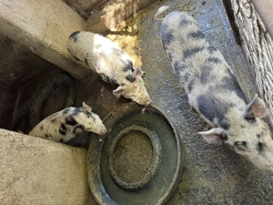 Vand porci vietnamezi  - imagine 5