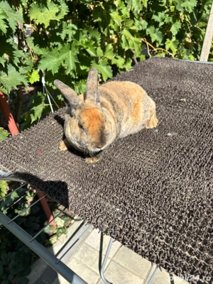 iepuri pitic rex - imagine 5