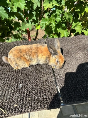 iepuri pitic rex - imagine 4