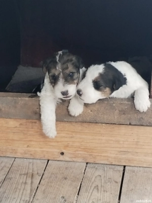 Fox terrier par sarmos - imagine 5