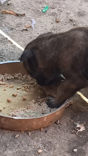 De vânzare Ciobanesc belgian malinois