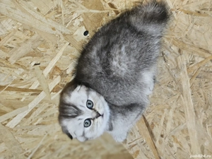Scottish fold 