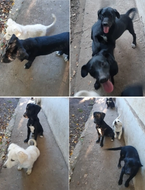 Donez catei de 3 luni vaccinati