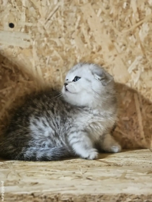 scotish fold  - imagine 2