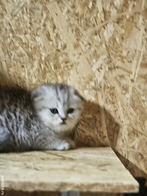 scotish fold  - imagine 5