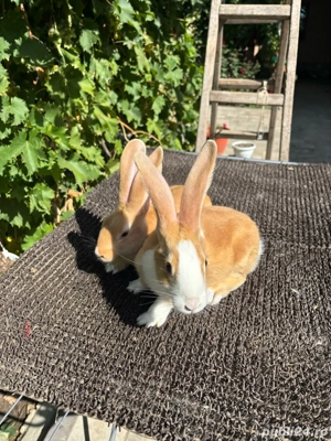 hycole francez  - imagine 2