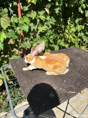 hycole francez  - imagine 3