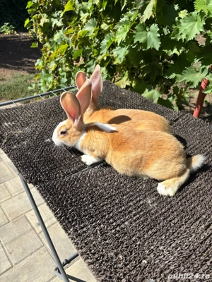 hycole francez  - imagine 5