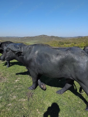 VAND BIVOLITE cu sau fara vitei - imagine 4