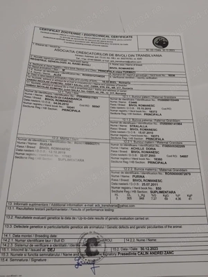 Tauri de bivol cu certificat de origine - imagine 3