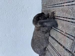 Berbec german,3 luni - imagine 3