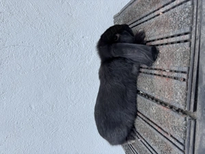 Berbec german,3 luni - imagine 4