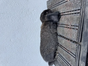 Berbec german,3 luni - imagine 5