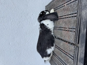 Berbec german,3 luni - imagine 2