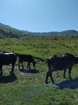 VAND BIVOLITE cu sau fara vitei