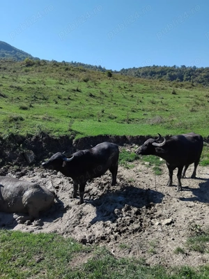 VAND BIVOLITE cu sau fara vitei - imagine 3