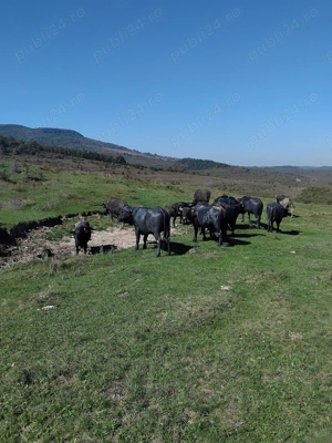 VAND BIVOLITE cu sau fara vitei - imagine 2