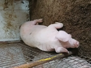 porci pentru sacrificat - imagine 2