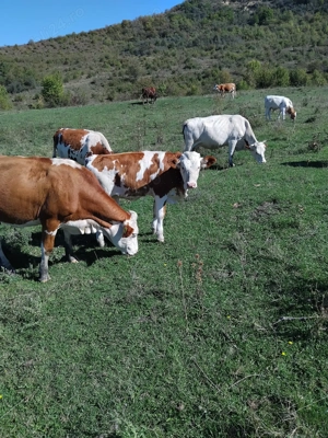 Vind vaci de lapte , juninci si vitei