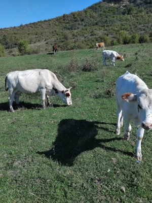 Vind vaci de lapte , juninci si vitei - imagine 2