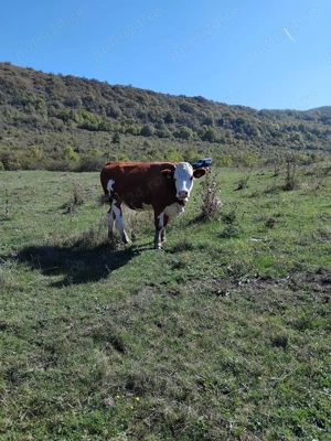 Vind vaci de lapte , juninci si vitei - imagine 3