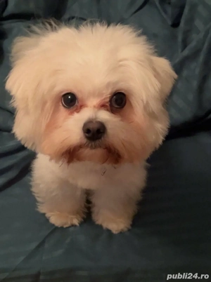 Vand catelusa bichon maltese mini toy  - imagine 3 Vand catelusa bichon maltese mini toy  - imagine 3
