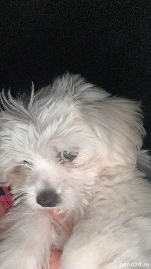 Vand catelusa bichon maltese mini toy  - imagine 5 Vand catelusa bichon maltese mini toy  - imagine 5