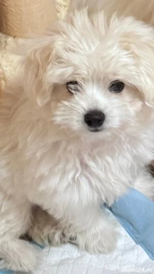 Vand catelusa bichon maltese mini toy  - imagine 4 Vand catelusa bichon maltese mini toy  - imagine 4