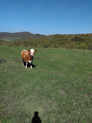 Vind vaci de lapte , juninci si vitei - imagine 4