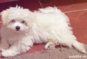 Vand catelusa bichon maltese mini toy  - imagine 2 Vand catelusa bichon maltese mini toy  - imagine 2
