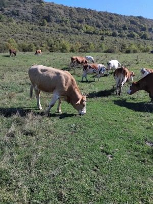 Vind vaci de lapte , juninci si vitei - imagine 5