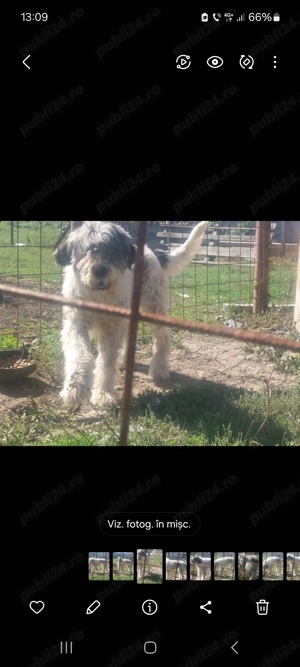 Vand femela ciobanesc mioritic