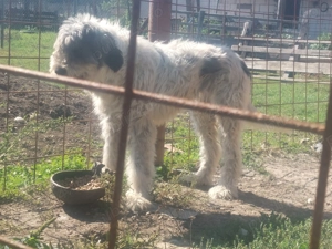 Vand femela ciobanesc mioritic - imagine 3