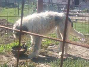 Vand femela ciobanesc mioritic - imagine 4