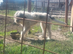 Vand femela ciobanesc mioritic - imagine 5