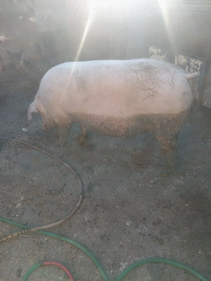 Porc de vânzare. 