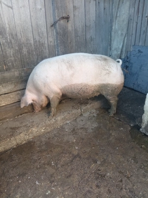 Porc de vânzare.  - imagine 4 Porc de vânzare.  - imagine 4