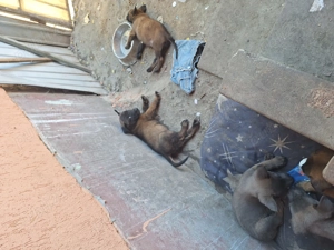 Cățeluși din rasa ciobănesc belgian malinois