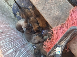 Cățeluși din rasa ciobănesc belgian malinois  - imagine 2 Cățeluși din rasa ciobănesc belgian malinois  - imagine 2