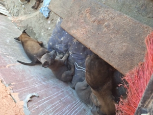 Cățeluși din rasa ciobănesc belgian malinois  - imagine 3 Cățeluși din rasa ciobănesc belgian malinois  - imagine 3