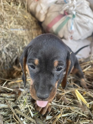 Cățeluși teckel dachshund - imagine 2 Cățeluși teckel dachshund - imagine 2