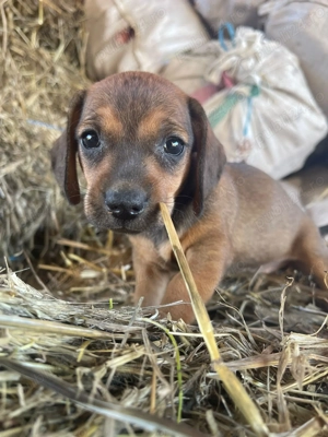 Cățeluși teckel dachshund - imagine 3 Cățeluși teckel dachshund - imagine 3