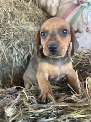 Cățeluși teckel dachshund - imagine 4 Cățeluși teckel dachshund - imagine 4